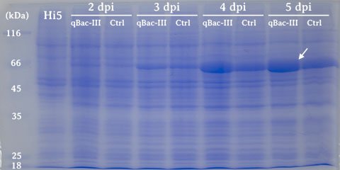 昆虫细胞蛋白表达量